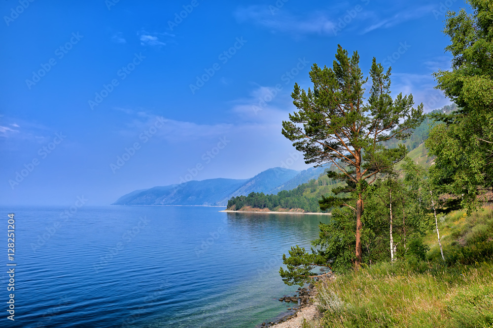 Pine tree on edge of steep bank of Lake Baikal