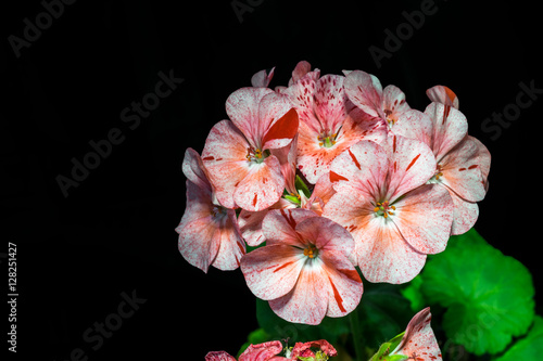 Fototapeta Naklejka Na Ścianę i Meble -  blooming bouquet of pink geranium speckled flowers on black background