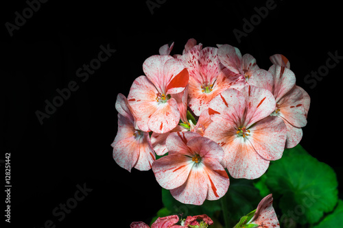 Fototapeta Naklejka Na Ścianę i Meble -  blooming bouquet of pink geranium speckled flowers on black background