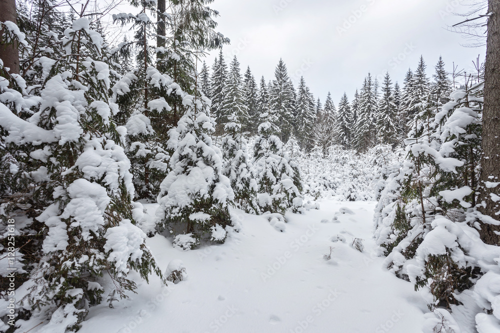 Winter snow covered fir trees on mountainside blue sky Winter snow covered fir trees on mountainside blue sky