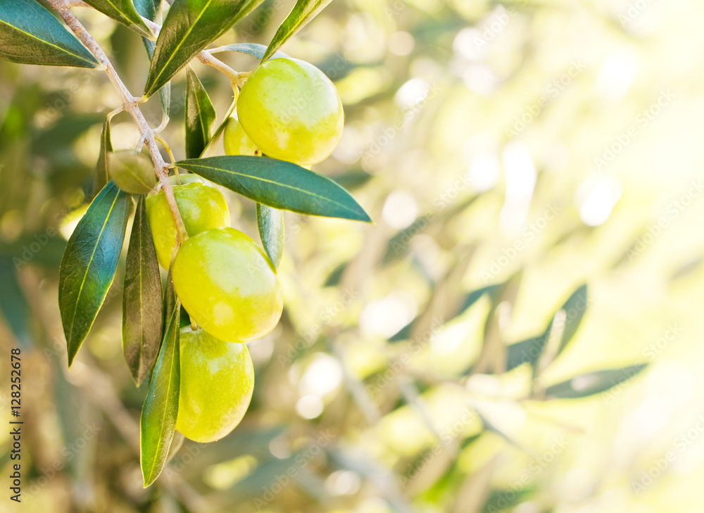 Fresh olives growing on tree