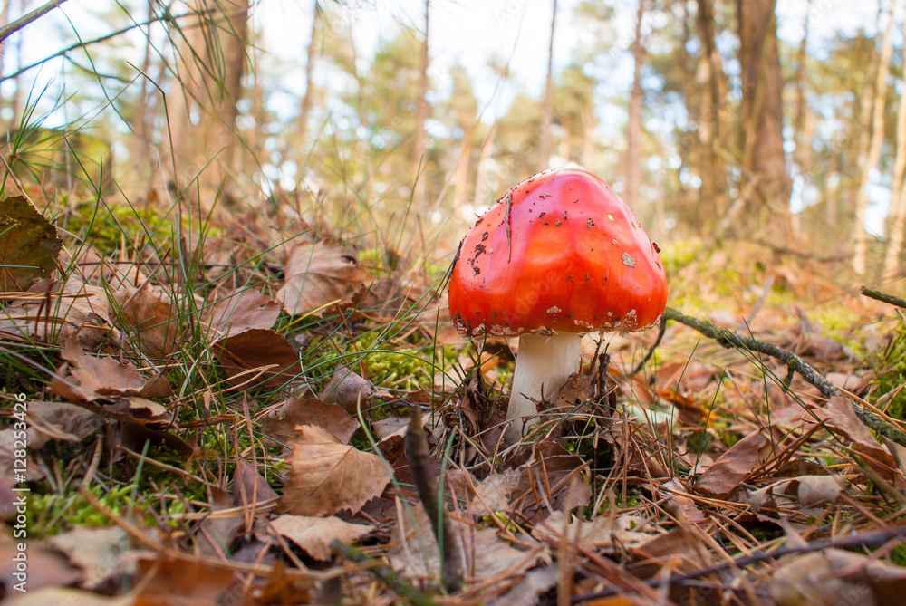 Fly agaric mushroom. Amanita mushrooms in the forest. Fly agaric mushroom. Amanita mushrooms in the forest.