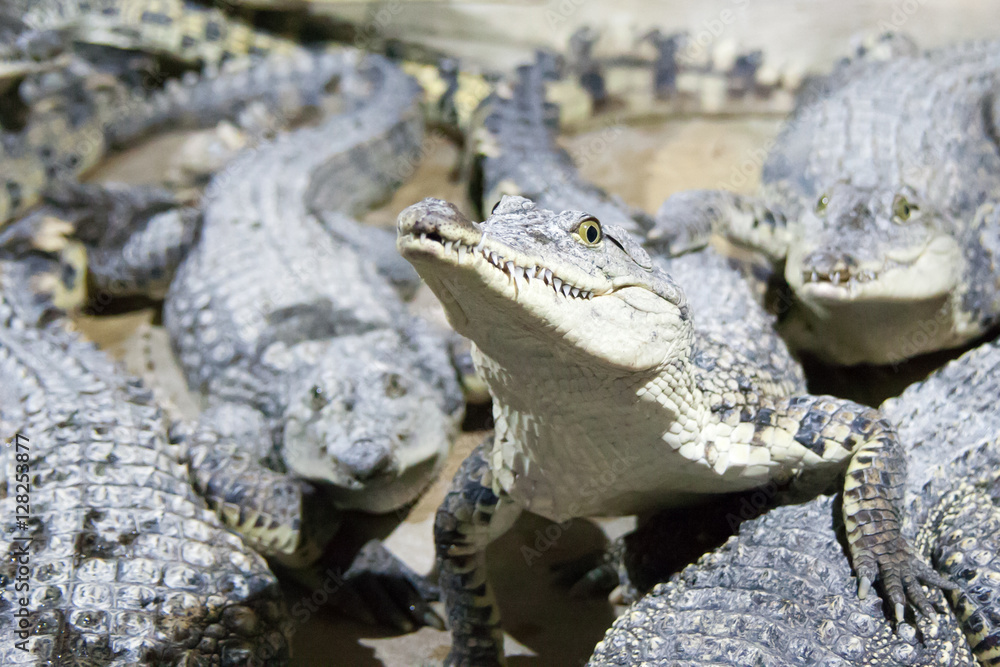 Fototapeta premium the crocodile lies on water