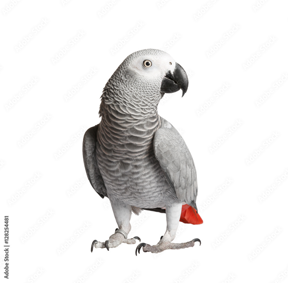 Obraz premium Szara papuga Jaco na białym tle