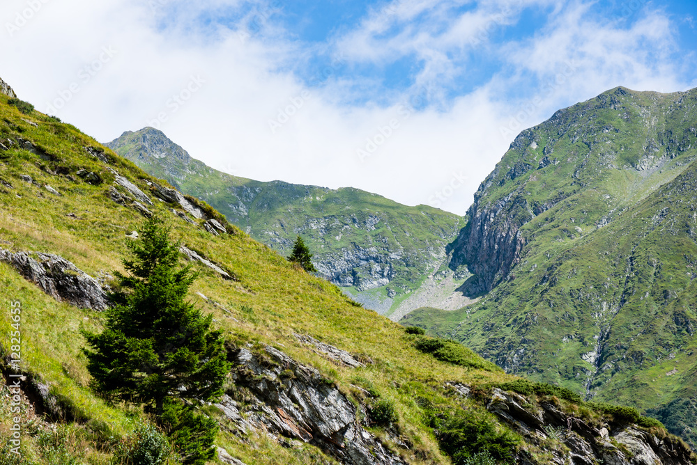 Fototapeta premium carpathian mountains in summer