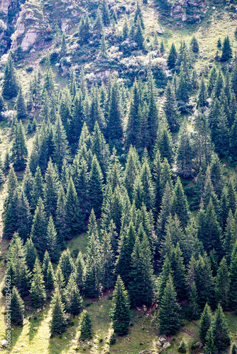 carpathian mountains in summer