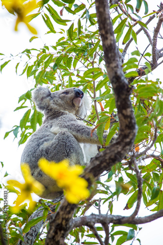 Wild Koala, Magnetic Island, Australia