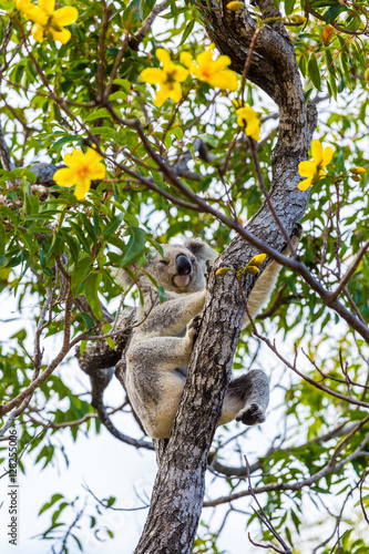 Photography Wild Koala, Magnetic Island, Australia