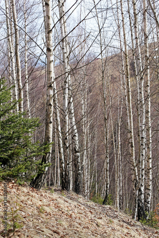 Obraz premium Birch tree forest in winter