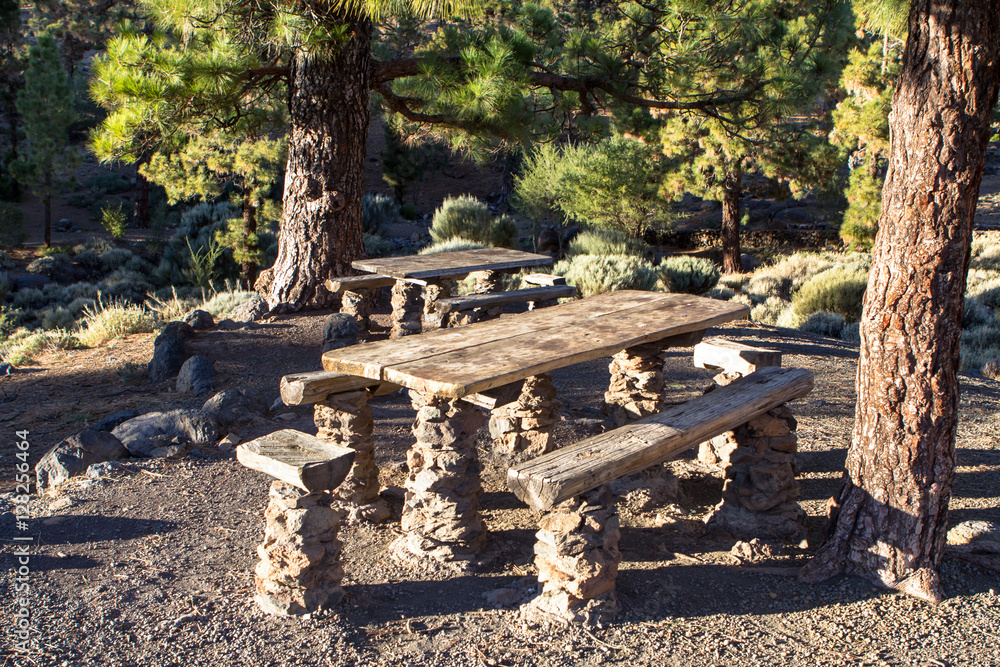 A bench in the pine forest on Tenerife A bench in the pine forest on Tenerife