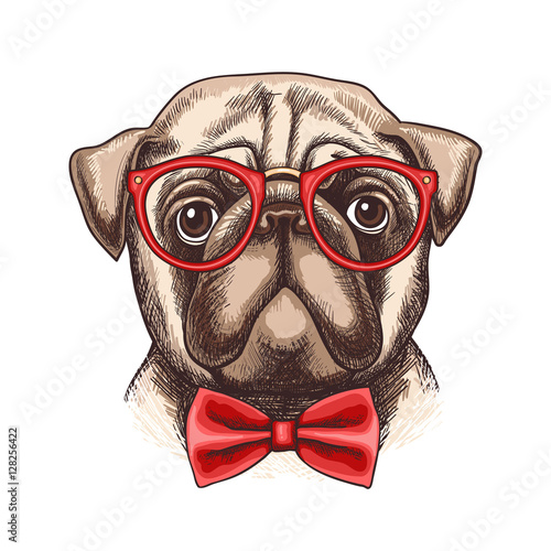 Hand drawn illustration of pug in glasses and a bow tie