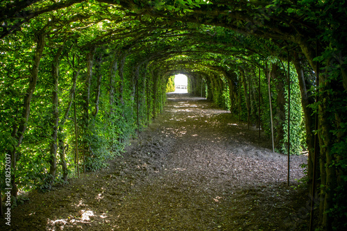 Tree tunnel in the garden of Oberhofen castle, Switzerland