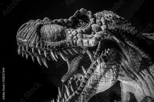 Tyrannosaurus rex dinosaur tusks, long, sharp teeth © Fernando Cortés