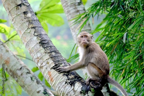 Monkeys crouching on a palm tree trunk, his eyes cautiously viewed conditions surrounding. This is Long-tailed macaques