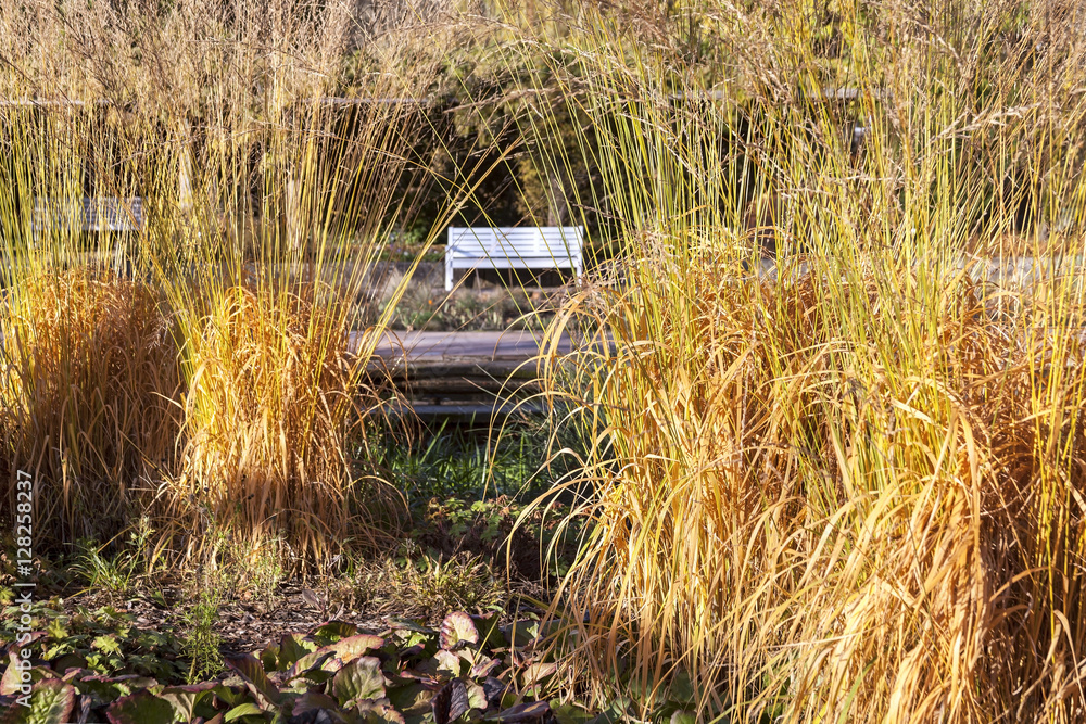 Different ornamental grasses in the garden in autumn