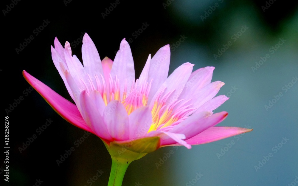 Beautiful lotus flower, red and blooming with black background Beautiful lotus flower, red and blooming with black background