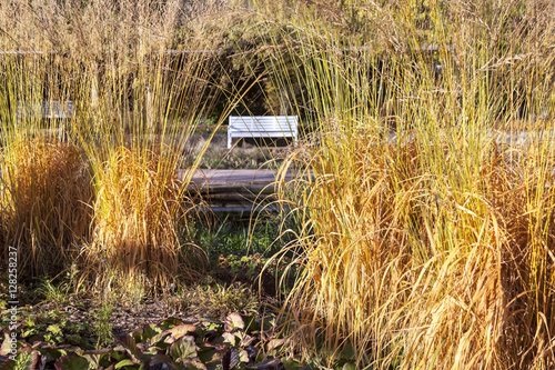Obraz na płótnie Different ornamental grasses in the garden in autumn w salonie