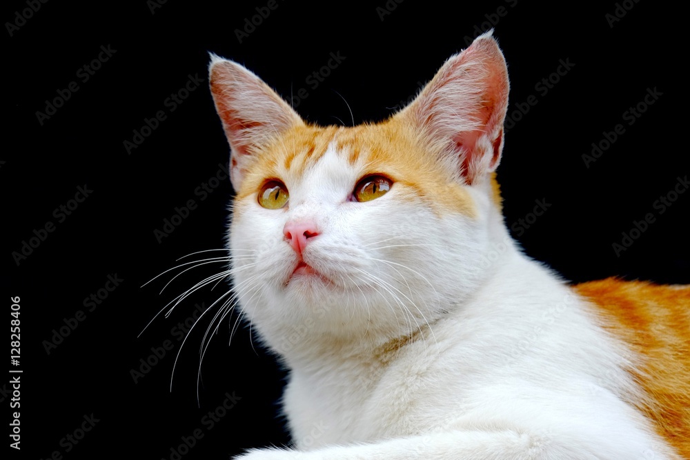 Cat photographed from the side, looking forward with calm and relax face