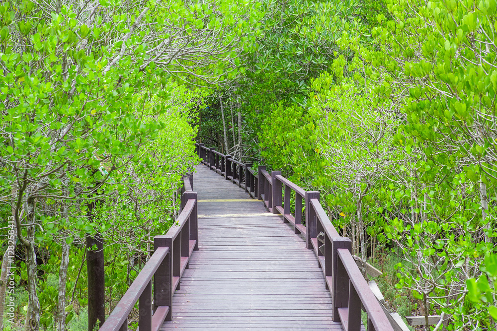 Mangrove forest with wood Walk way