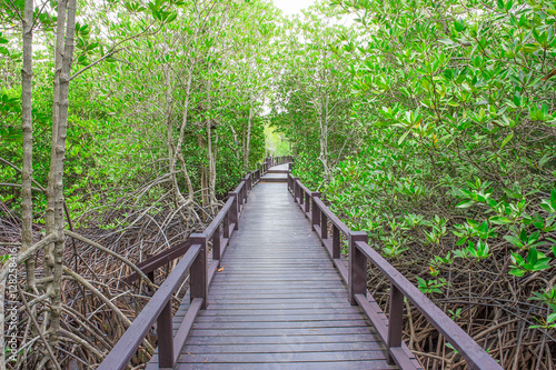 Mangrove forest with wood Walk way © weera