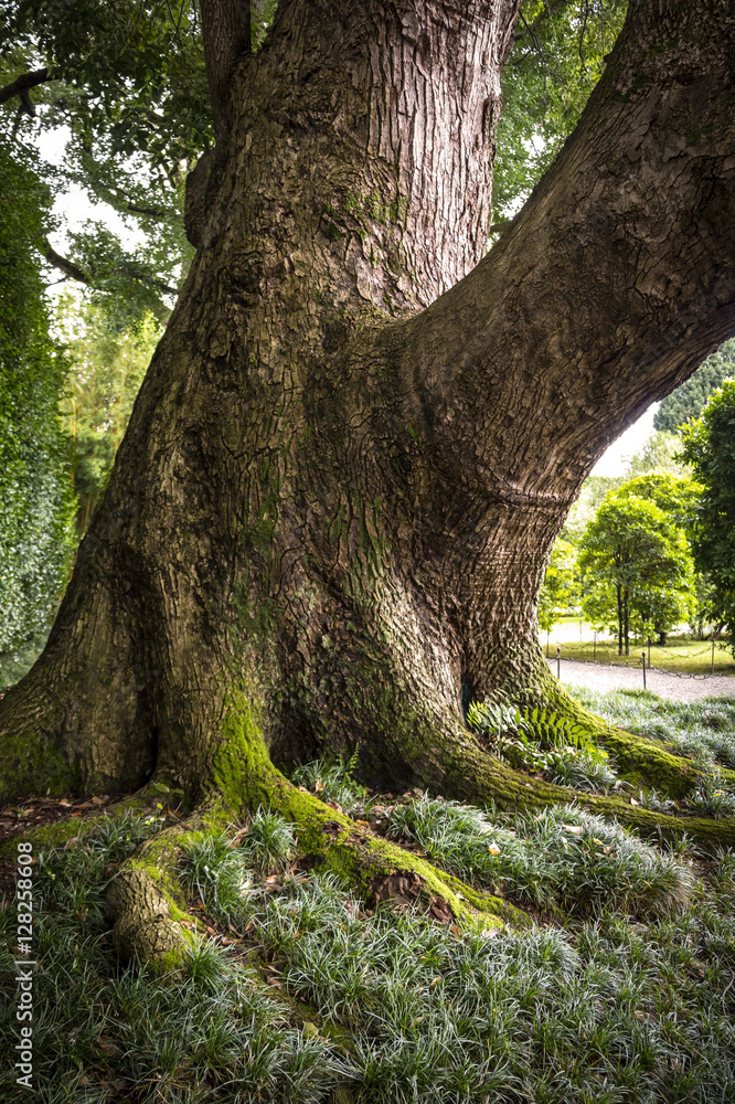 Very old and strong tree in the park