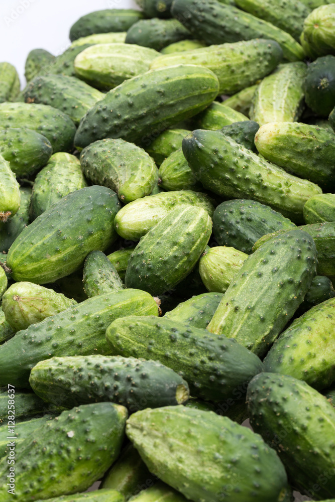 a lot of young cucumbers as background a lot of young cucumbers as background