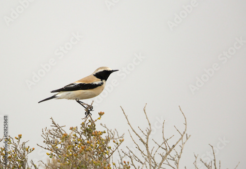 Desert wheatear perched on a bush