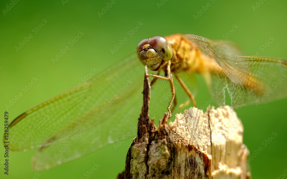 Dragonfly perched on wood, showing its head and big facets eyes Dragonfly perched on wood, showing its head and big facets eyes