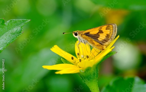 Brown moth perched on yellow flower © Adnan
