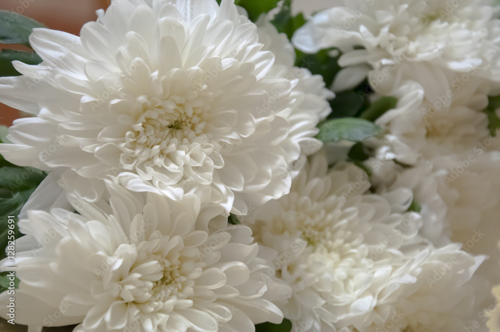 White chrysanthemum in the bouquet White chrysanthemum in the bouquet