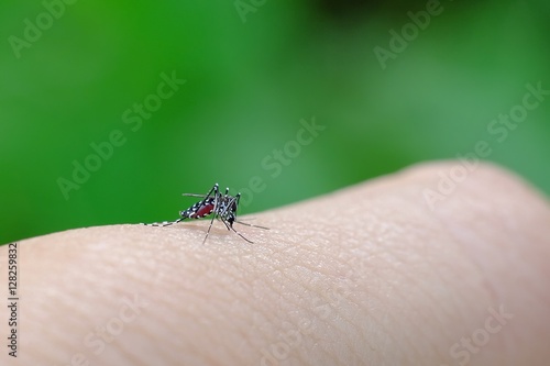 Little mosquito bitting human's skin, photographed at close distance