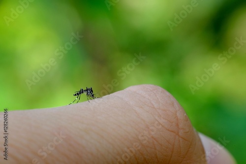Little mosquito bitting human's skin, photographed at close distance