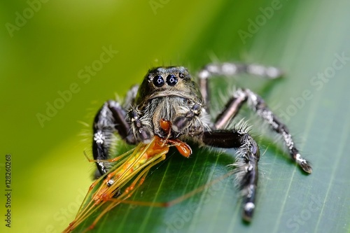 Wallpaper Mural Big black spider on the leaves, carrying its prey for breakfast Torontodigital.ca