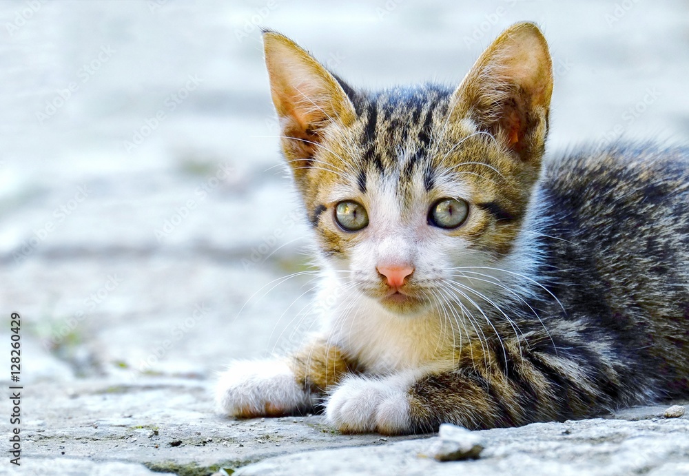 Cute cat sat quietly, looking at cameramen, pay attention to him Cute cat sat quietly, looking at cameramen, pay attention to him