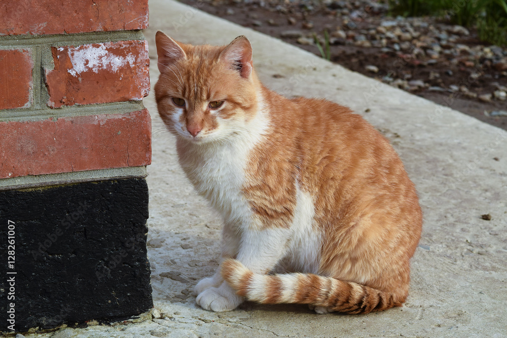 Adult red- white cat. Sitting on concrete red cat Adult red- white cat. Sitting on concrete red cat