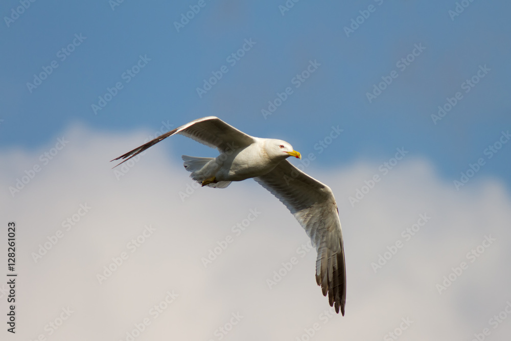 Obraz premium Silbermöwe im Flug vor schönem Himmel