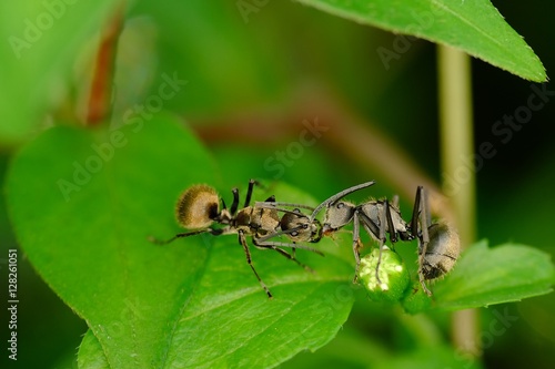 Two black ants on the foliage,  seem like kissing, but what they doing is transfer food or other fluids among each other © Adnan