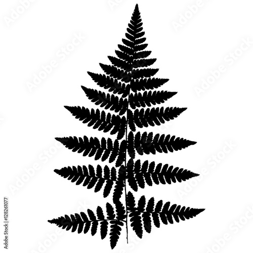 Fern 19. Silhouette of a fern on a white background. Vector.