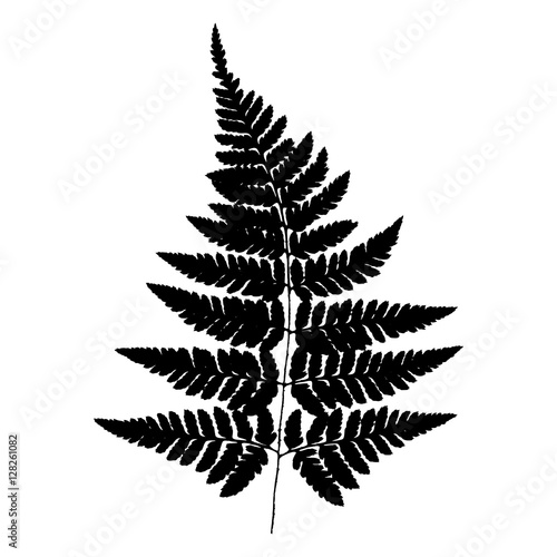 Fern 20. Silhouette of a fern on a white background. Vector.