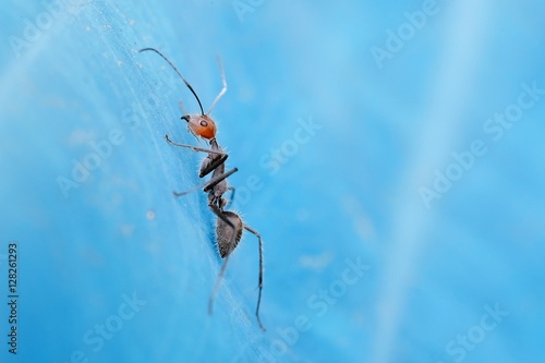 Ant which have black colored body and red colored head, crawling in blue surface © Adnan