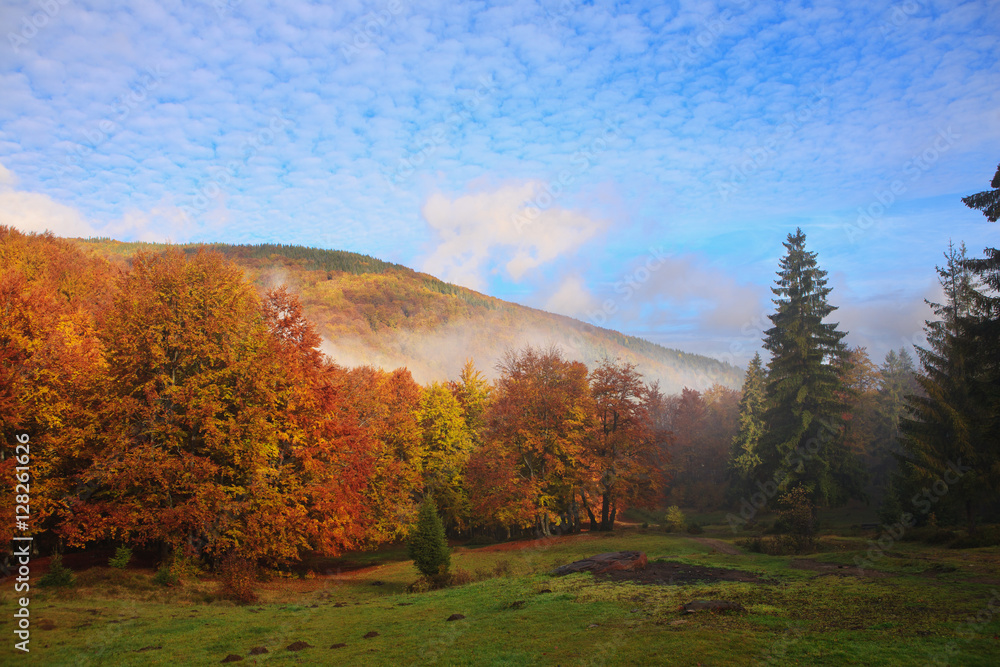 Bright Autumn sky and yellow and red beech forest in the Carpathian Mountains in the golden autumn season.