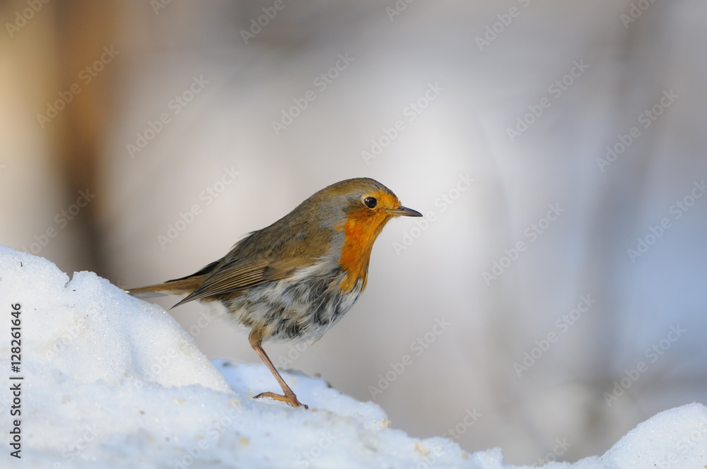 Wintering Robin walking in the snow Wintering Robin walking in the snow