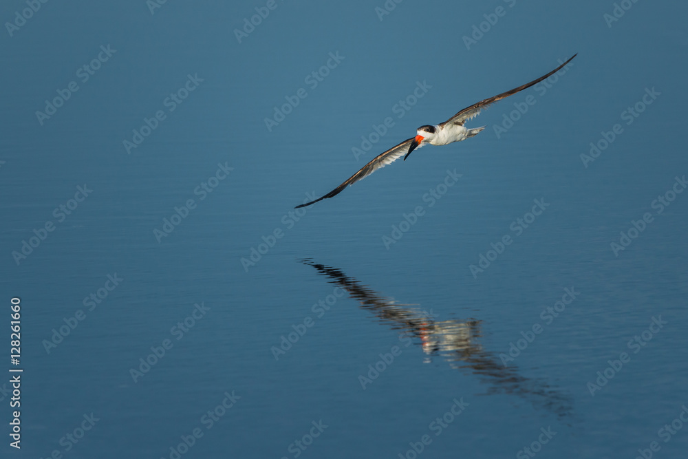 Black skimmer (Rynchops niger) Skimming. Wildlife scene from Florida, USA. Black skimmer (Rynchops niger) Skimming. Wildlife scene from Florida, USA.