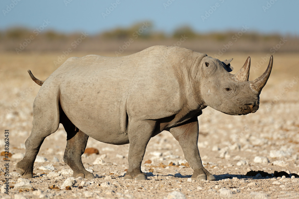 Obraz premium A black rhinoceros (Diceros bicornis) in natural habitat, Etosha National Park, Namibia.