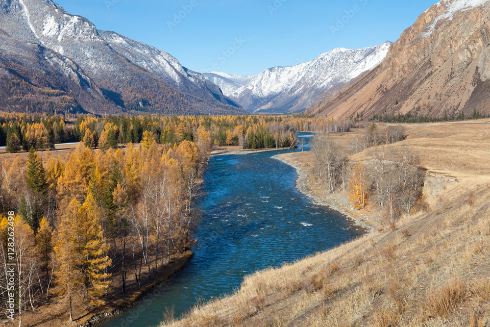 Katun River. Altai. Golden Autumn in Altai. Golden trees on the banks of the river in the mountains. First snow in the mountains.