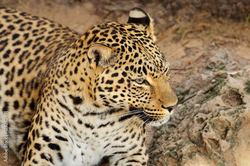 Portrait of a resting leopard  Panthera pardus   South Africa.