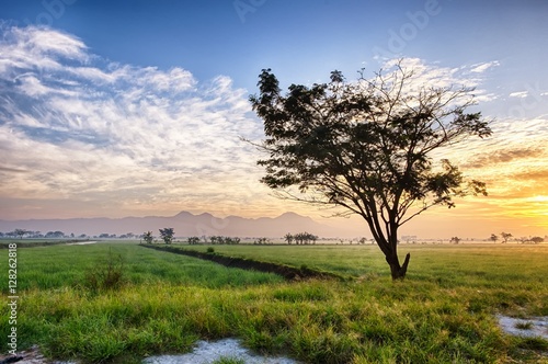 silhouette of tree in the edge of vast rice field  behind it is line of mountain  hill  cloud and sun