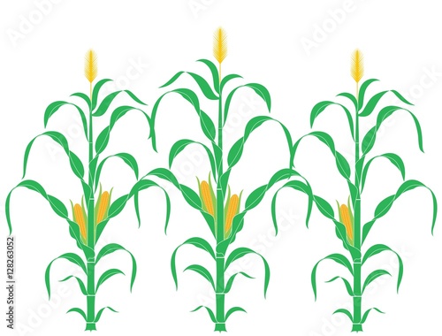 Сorn. Corn Stalk Fototapeta
