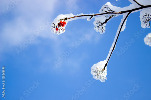Small red fruits on the tree in ice and snow