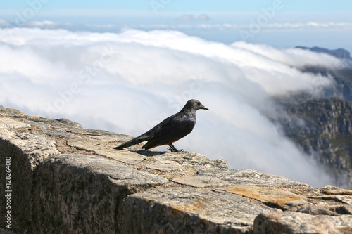 a cape crow is sitting on the top of the table mountain with clouds in the background